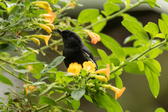 Diglossa albilatera