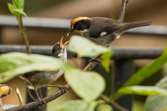 Atlapetes leucopterus