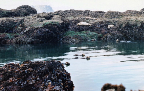 Northern Sea Otter photographed in Washington