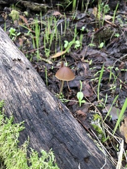 Psathyrella atrospora