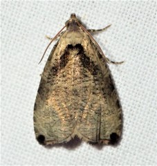 Olethreutes exoletum