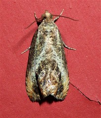 Olethreutes hamameliana