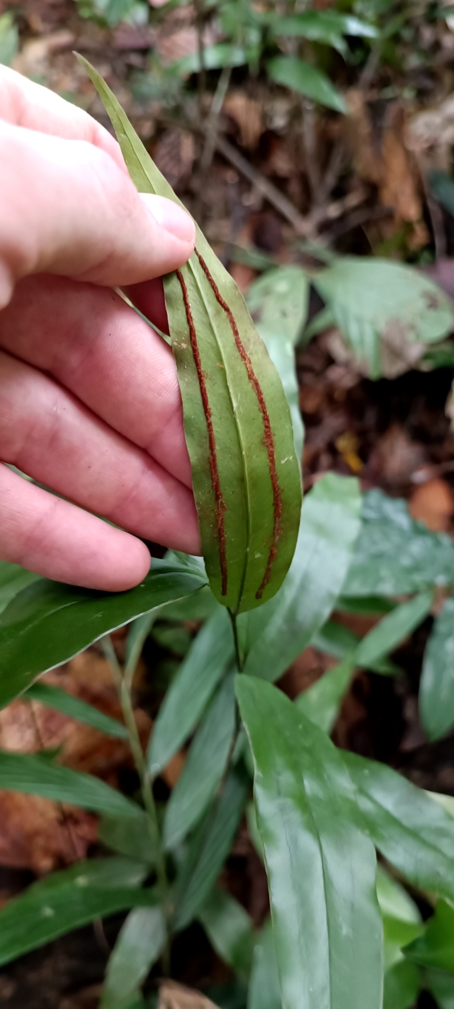 Taenitis blechnoides — ảnh 2