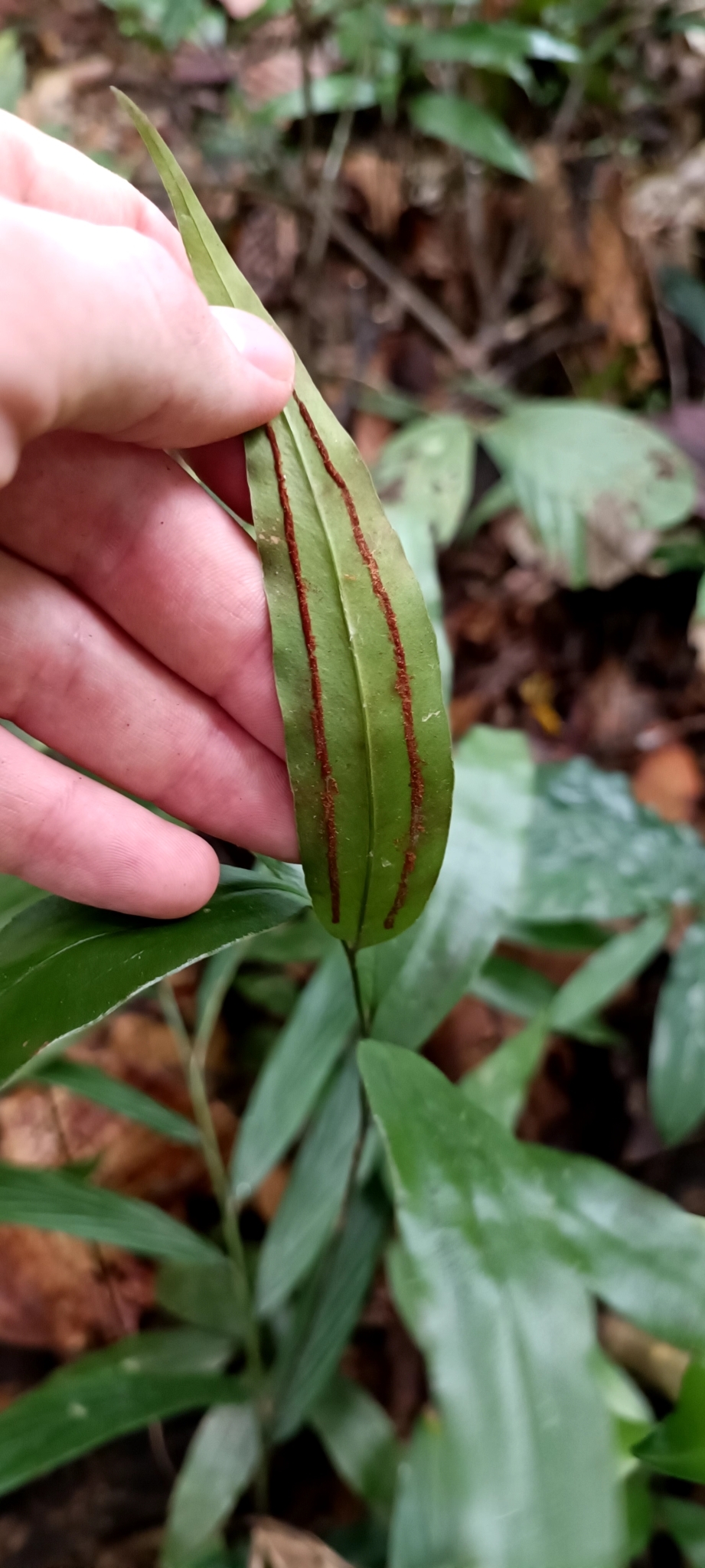 Taenitis blechnoides — ảnh 3