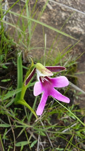 Cynorkis uniflora