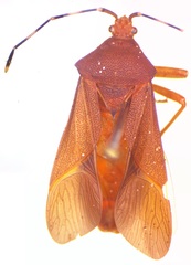 Anasa bellator