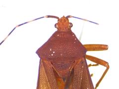 Anasa bellator
