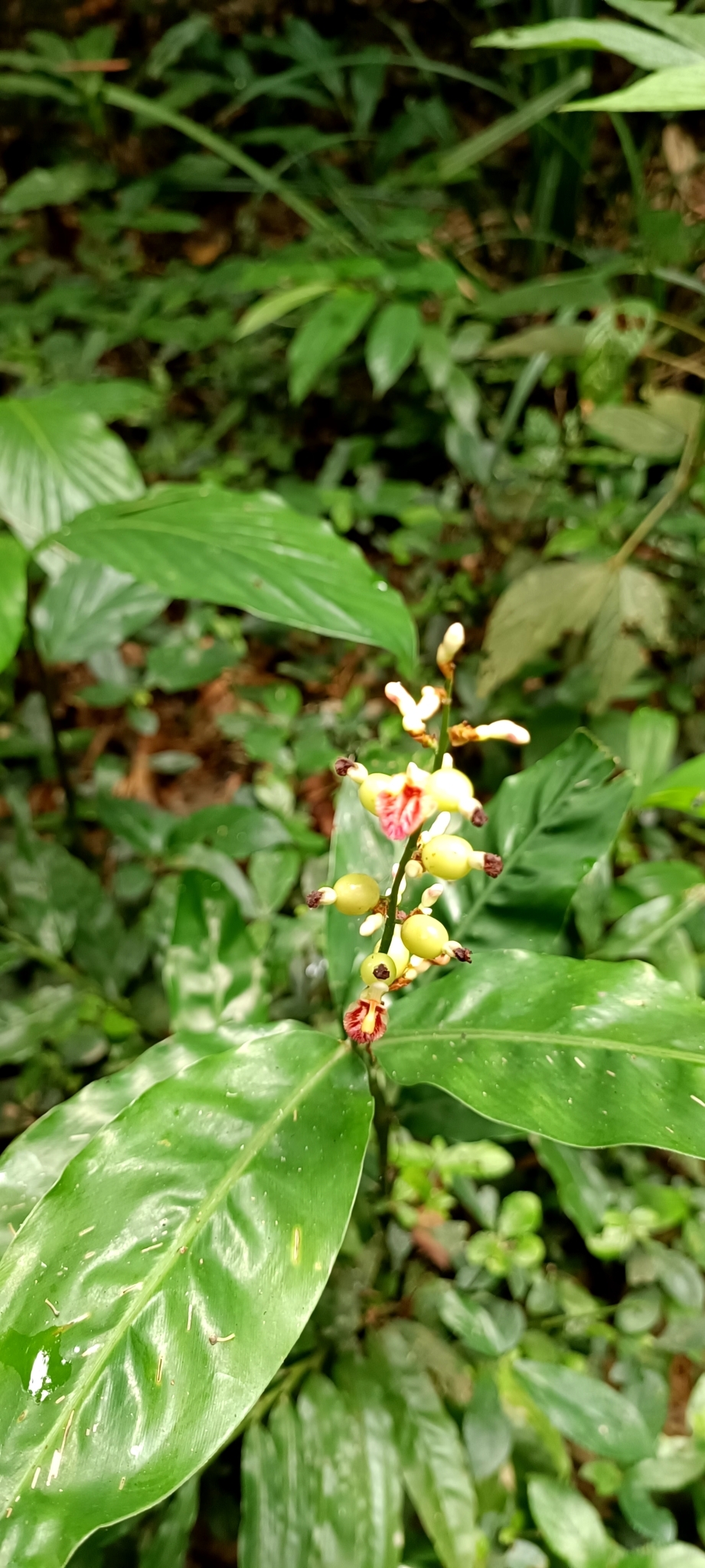 Alpinia conchigera — ảnh 3