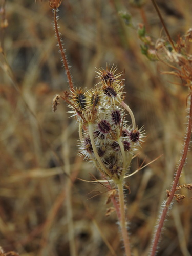 Daucus muricatus (Daucus muricatus)
