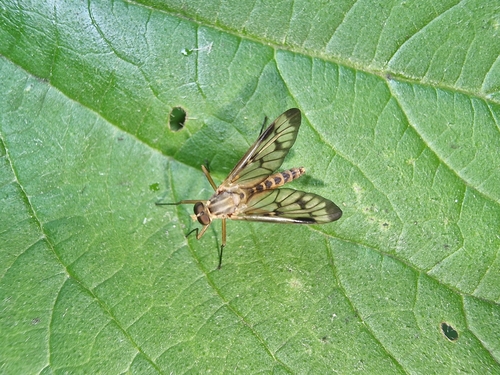 Rhagio latipennis