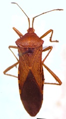 Anasa capaneodes