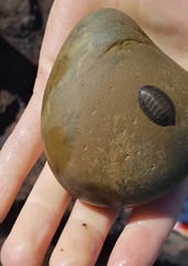 Chitonoidea