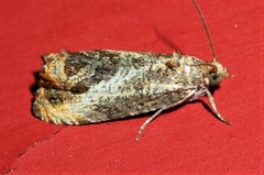 Olethreutes hamameliana