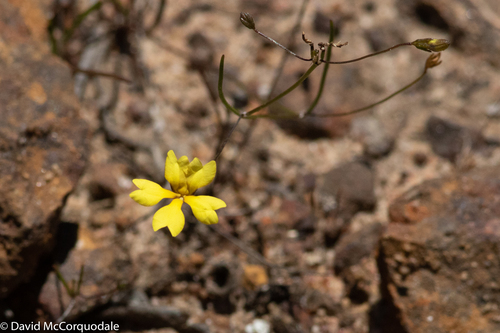Goodenia filiformis observed 2018-11-07