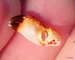 Paraxanthias taylori