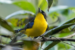 Anisognathus somptuosus