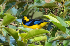 Anisognathus somptuosus