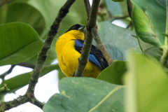 Anisognathus somptuosus