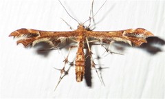 Geina periscelidactylus