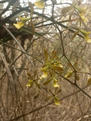 Encyclia aspera