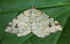 Macaria signaria