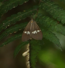 Nyctemera baulus