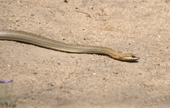 Philodryas nattereri