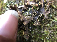 Pseudocyphellaria hawaiiensis