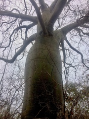 Ceiba trischistandra