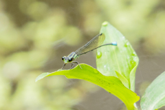 Acanthagrion