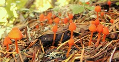 Mycena strobilinoidea