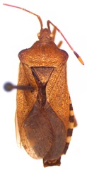 Anasa conspersa