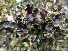 Pseudocyphellaria hawaiiensis