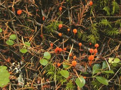 Mycena strobilinoidea