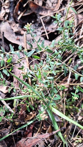 Image of Leionema hillebrandii by no rights reserved