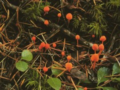 Mycena strobilinoidea