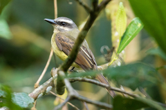 Myiodynastes hemichrysus