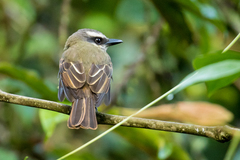 Myiodynastes hemichrysus