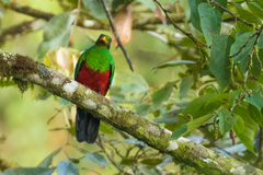 Pharomachrus auriceps