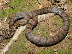 Degenhardt's Scorpion-Eating Snake photo 2