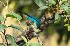 Chalcothraupis ruficervix