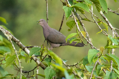 Patagioenas plumbea