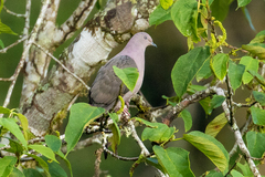 Patagioenas plumbea