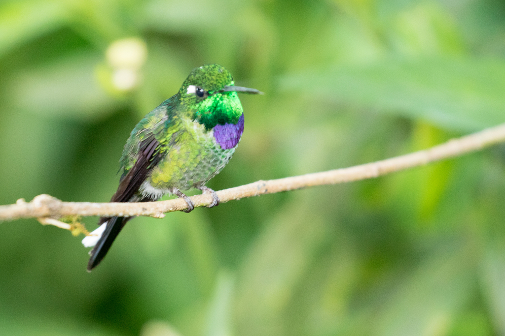 Colibrí Puntiblanco Occidental, Urosticte benjamini