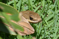 Philodryas nattereri