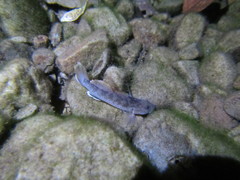 Rhinogobius rubromaculatus