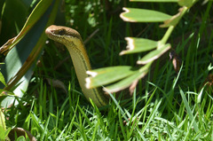 Philodryas nattereri