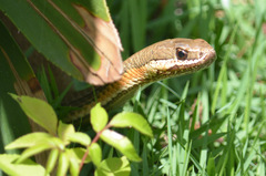 Philodryas nattereri