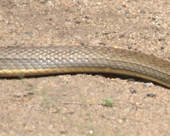 Philodryas nattereri