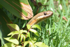 Philodryas nattereri